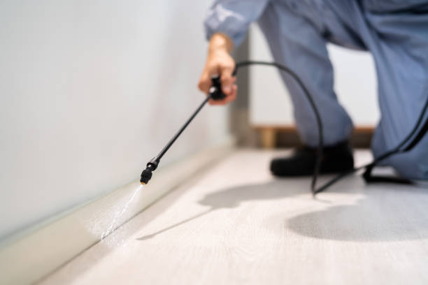 Rodent Entry Point Assessment in Smyrna