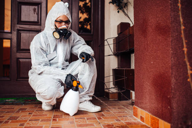 Attic and Crawl Space Rodent Treatment in Smyrna
