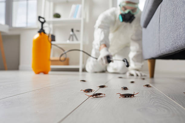 Commercial Rodent Management in Smyrna
